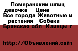 Померанский шпиц девочка  › Цена ­ 50 000 - Все города Животные и растения » Собаки   . Брянская обл.,Клинцы г.